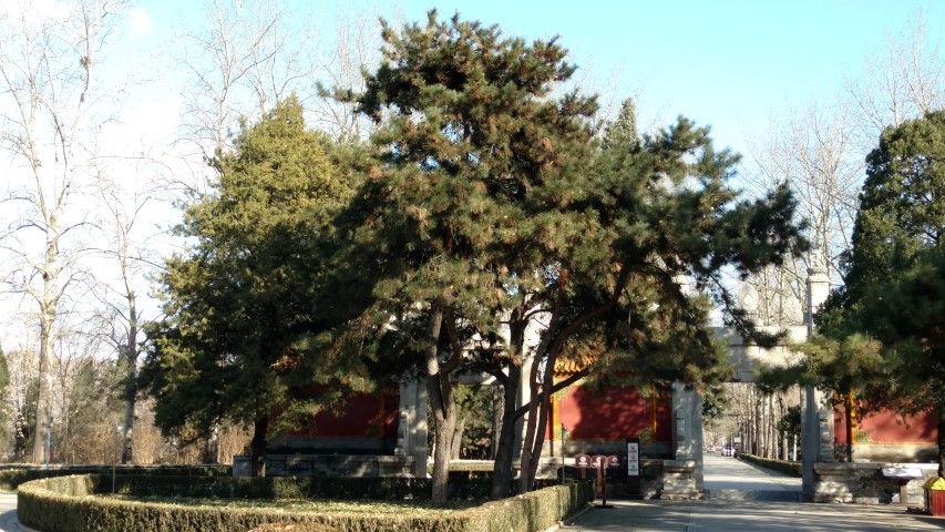 Pinus nigra plantplacesimage20171122_104442.jpg