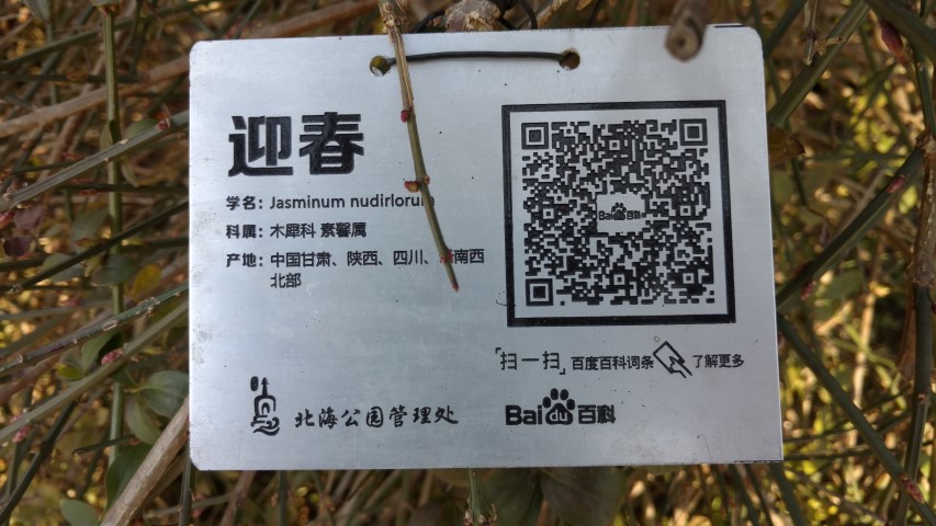 Jasminum nudiflorum plantplacesimage20171123_092950.jpg