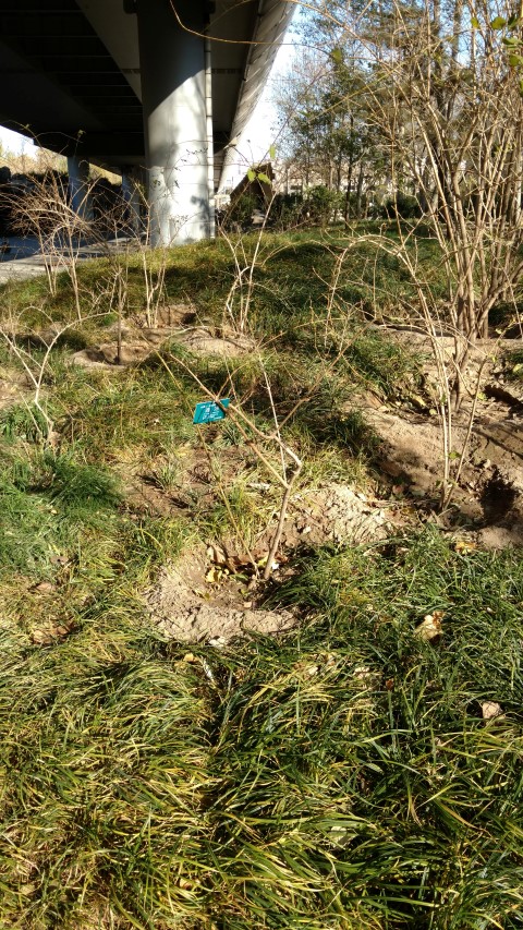 Forsythia suspensa plantplacesimage20171124_101108.jpg