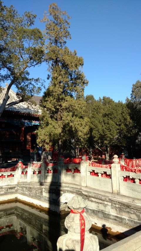 platycladus orientalis plantplacesimage20171126_100952.jpg