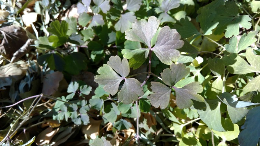 Aquilegia virdiflora plantplacesimage20171126_131557.jpg