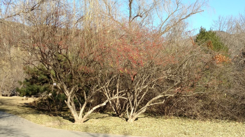 Lonicera maackii plantplacesimage20171126_133626.jpg