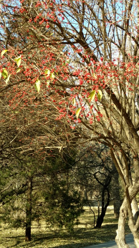 Lonicera maackii plantplacesimage20171126_133641.jpg