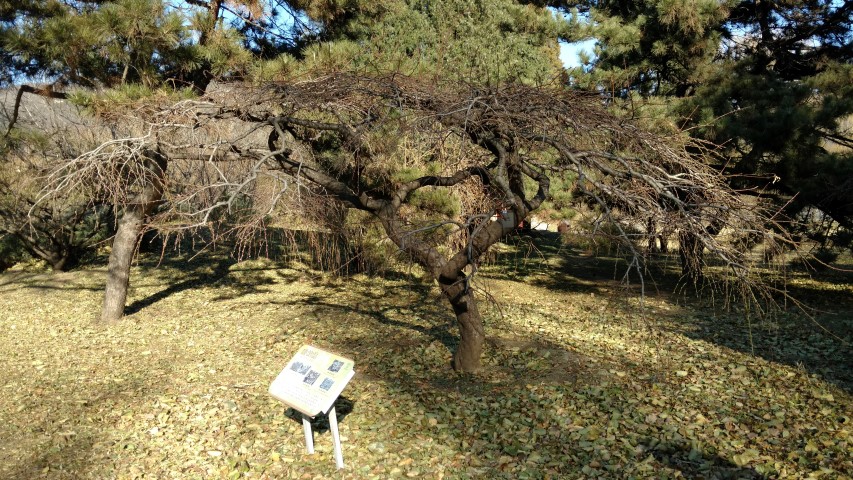 Prunus persica plantplacesimage20171126_140051.jpg