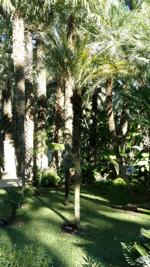 Picture of Phoenix roebelenii  