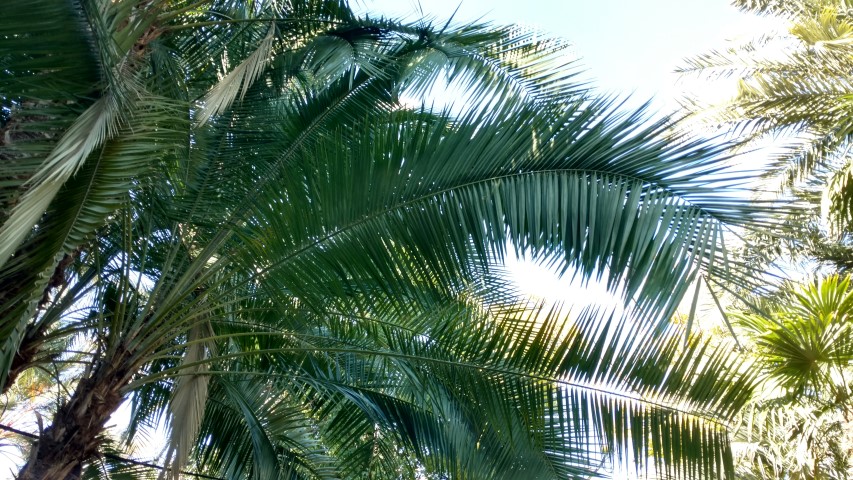 Picture of Phoenix reclinata  Palmera de Senegal