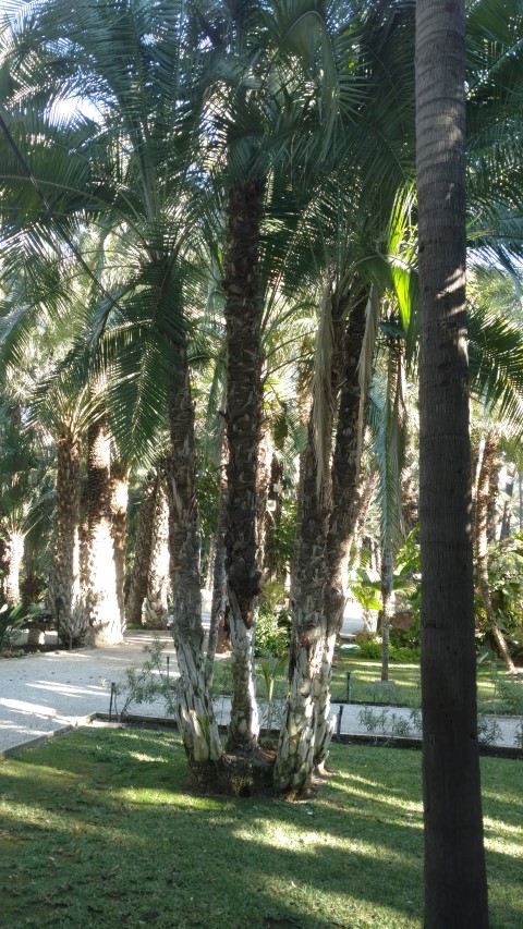 Picture of Phoenix reclinata  Palmera de Senegal