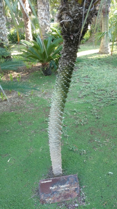 Picture of Phoenix roebelenii  