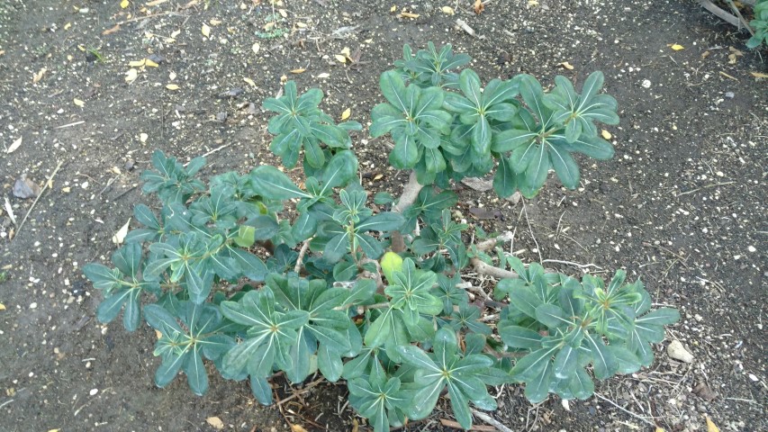 Picture of Pittosporum tobira  