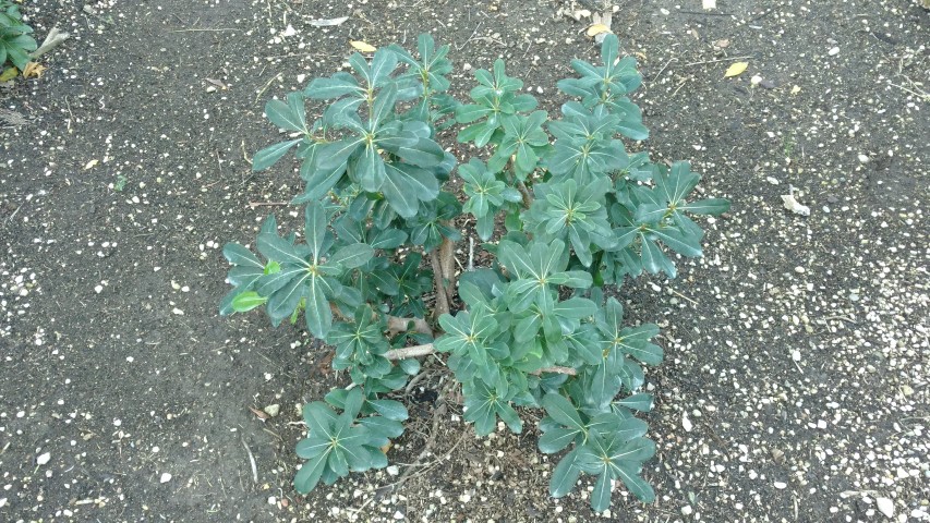 Picture of Pittosporum tobira  
