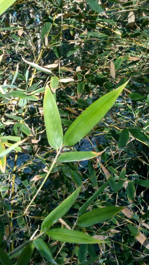 Picture of Phyllostachys aurea  bamboo