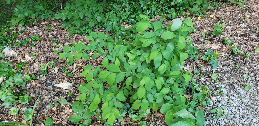 Lindera benzoin plantplacesimage20180519_192618.jpg