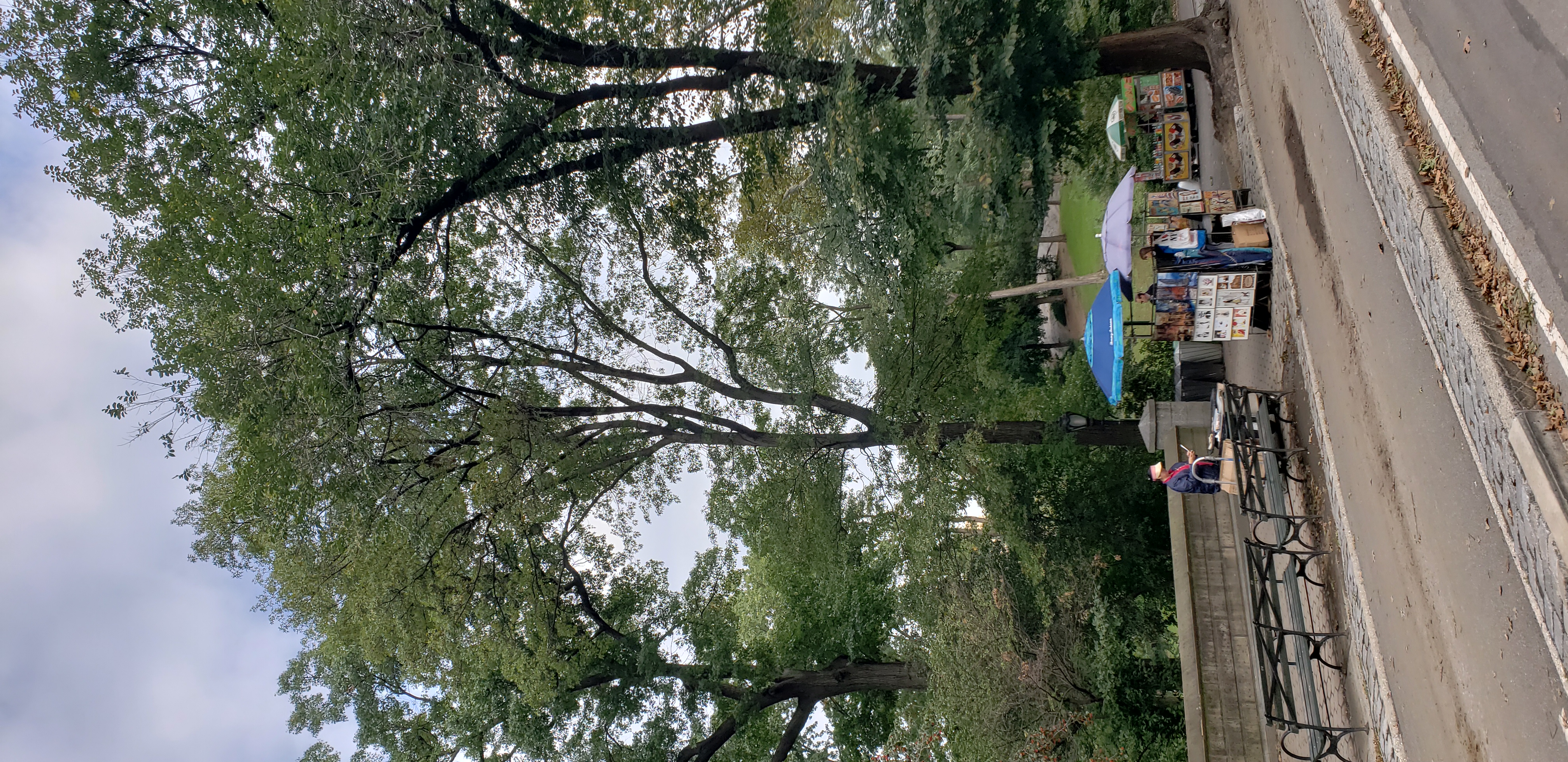 Quercus rubra plantplacesimage20181014_091935.jpg