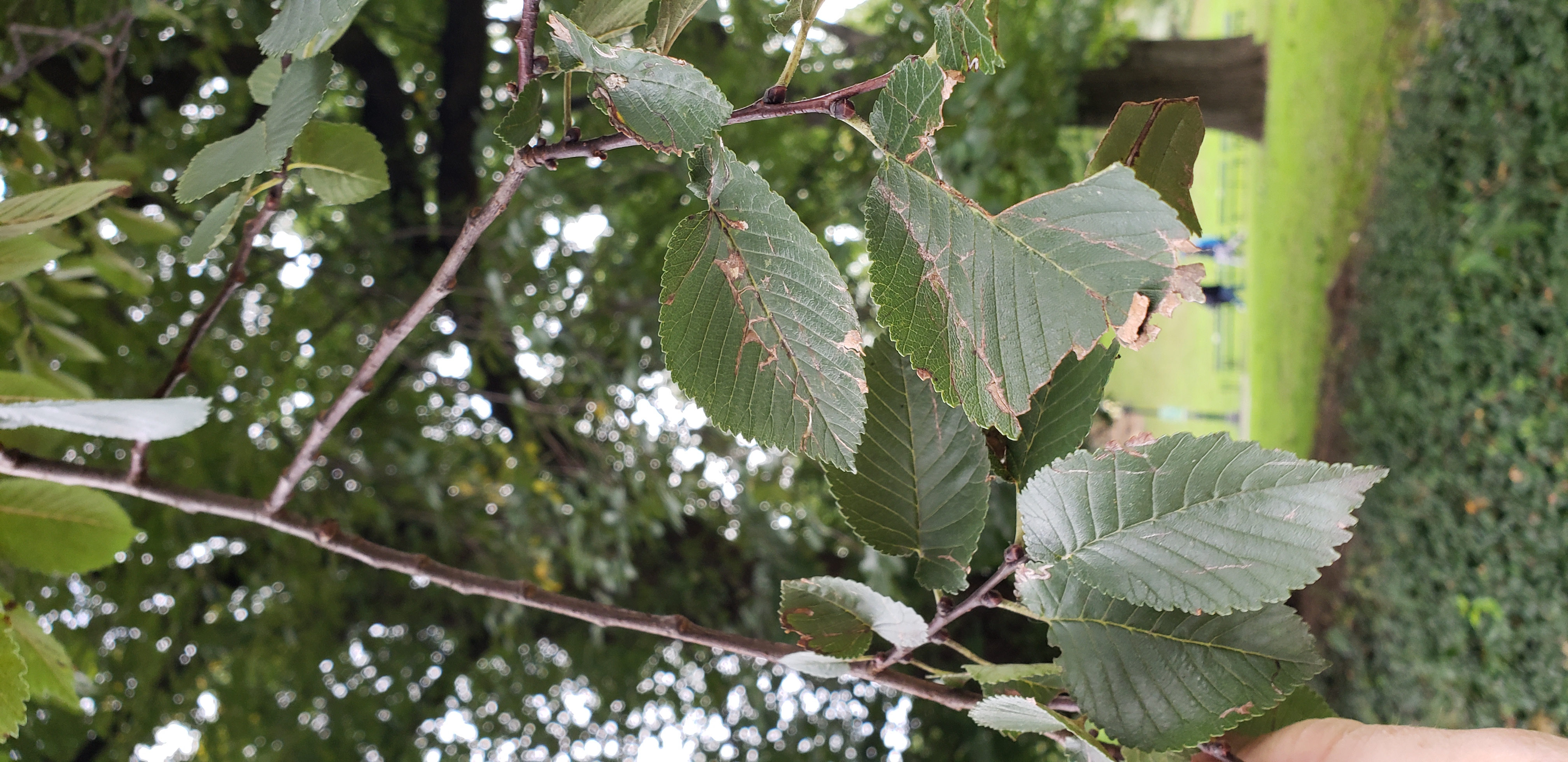 Ulmus procera plantplacesimage20181014_092842.jpg