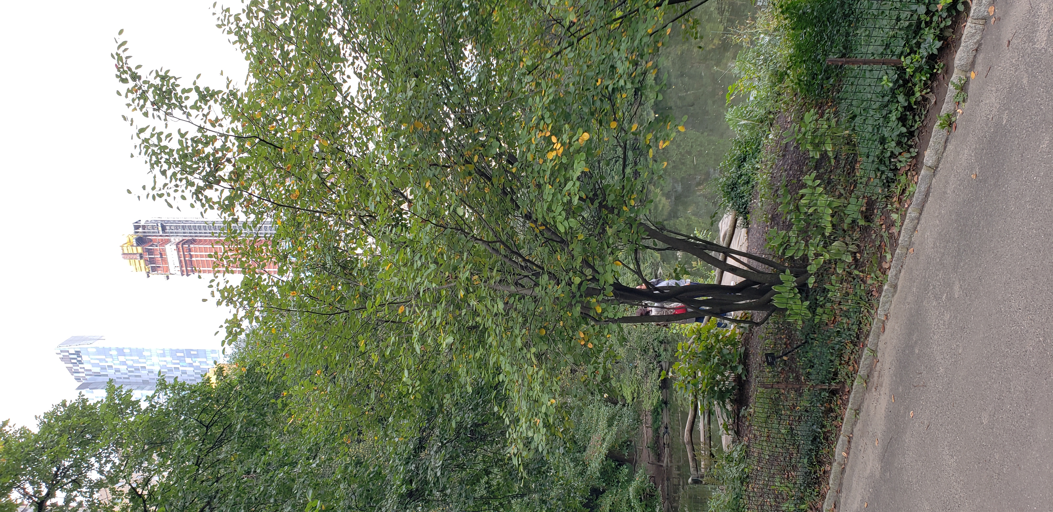 Amelanchier laevis plantplacesimage20181014_093013.jpg