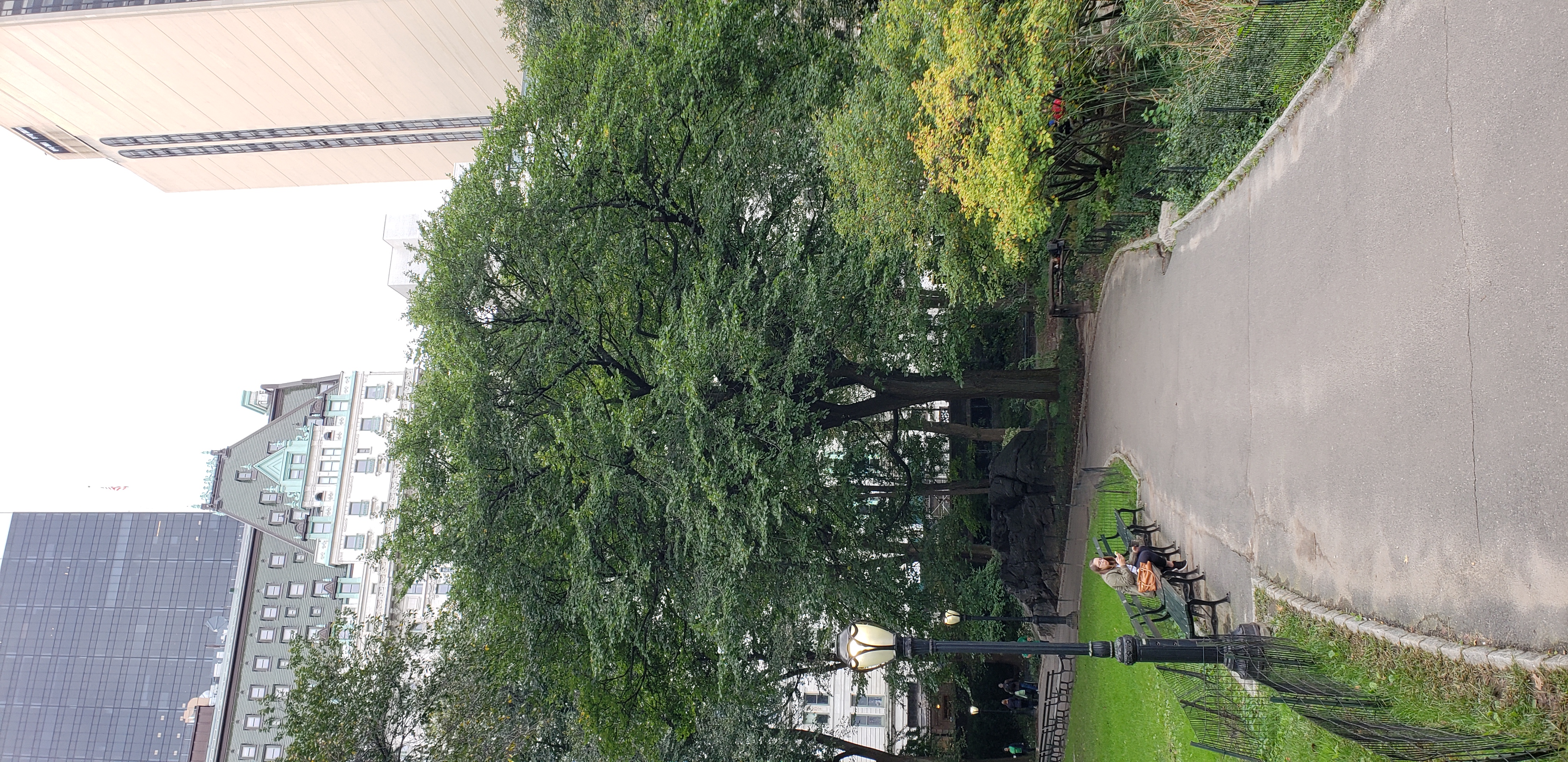 Ulmus americana plantplacesimage20181014_093206.jpg