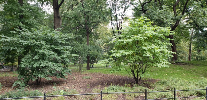 Cercis canadensis plantplacesimage20181014_095606.jpg