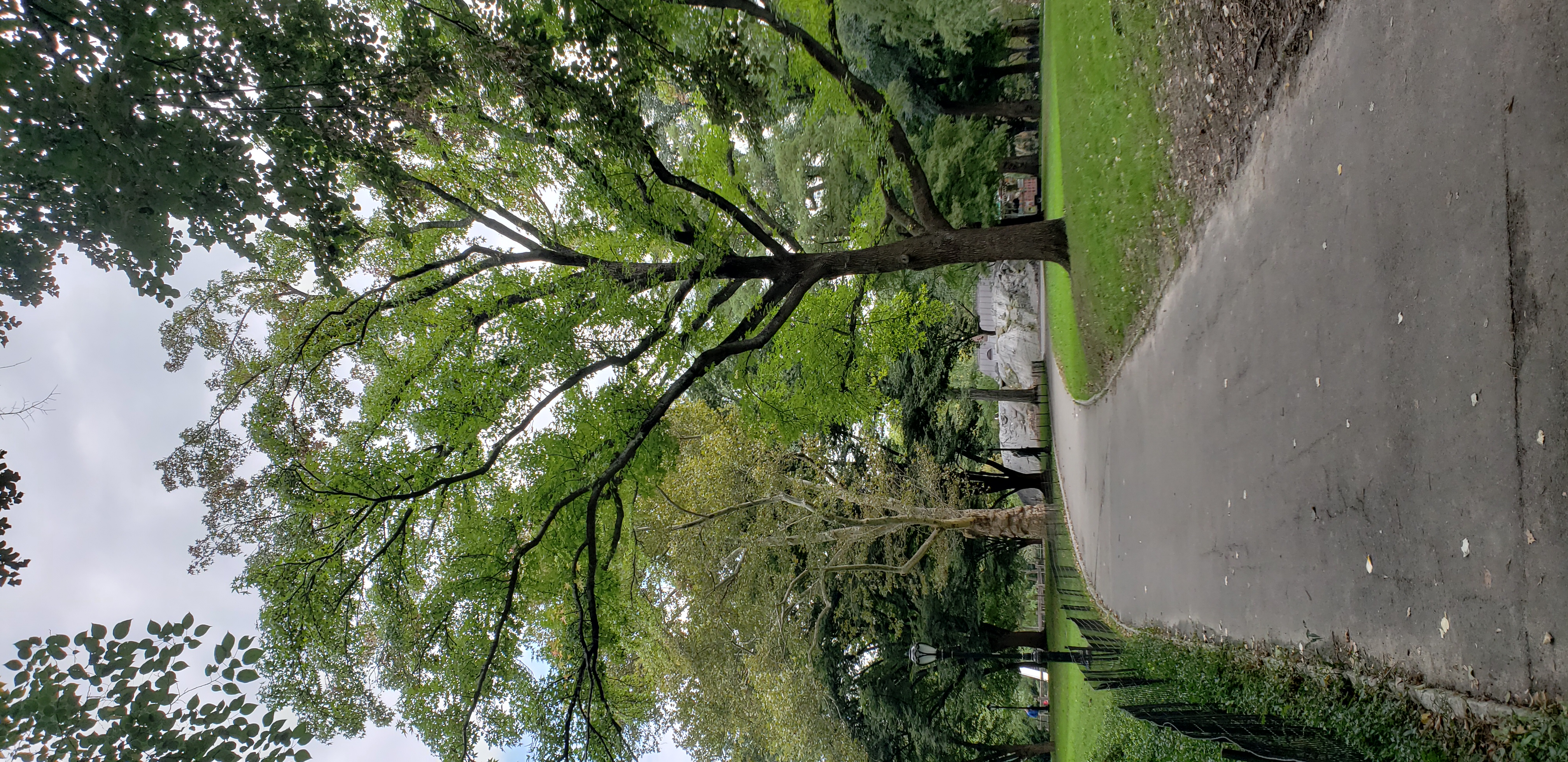 Liquidambar styraciflua plantplacesimage20181014_100408.jpg