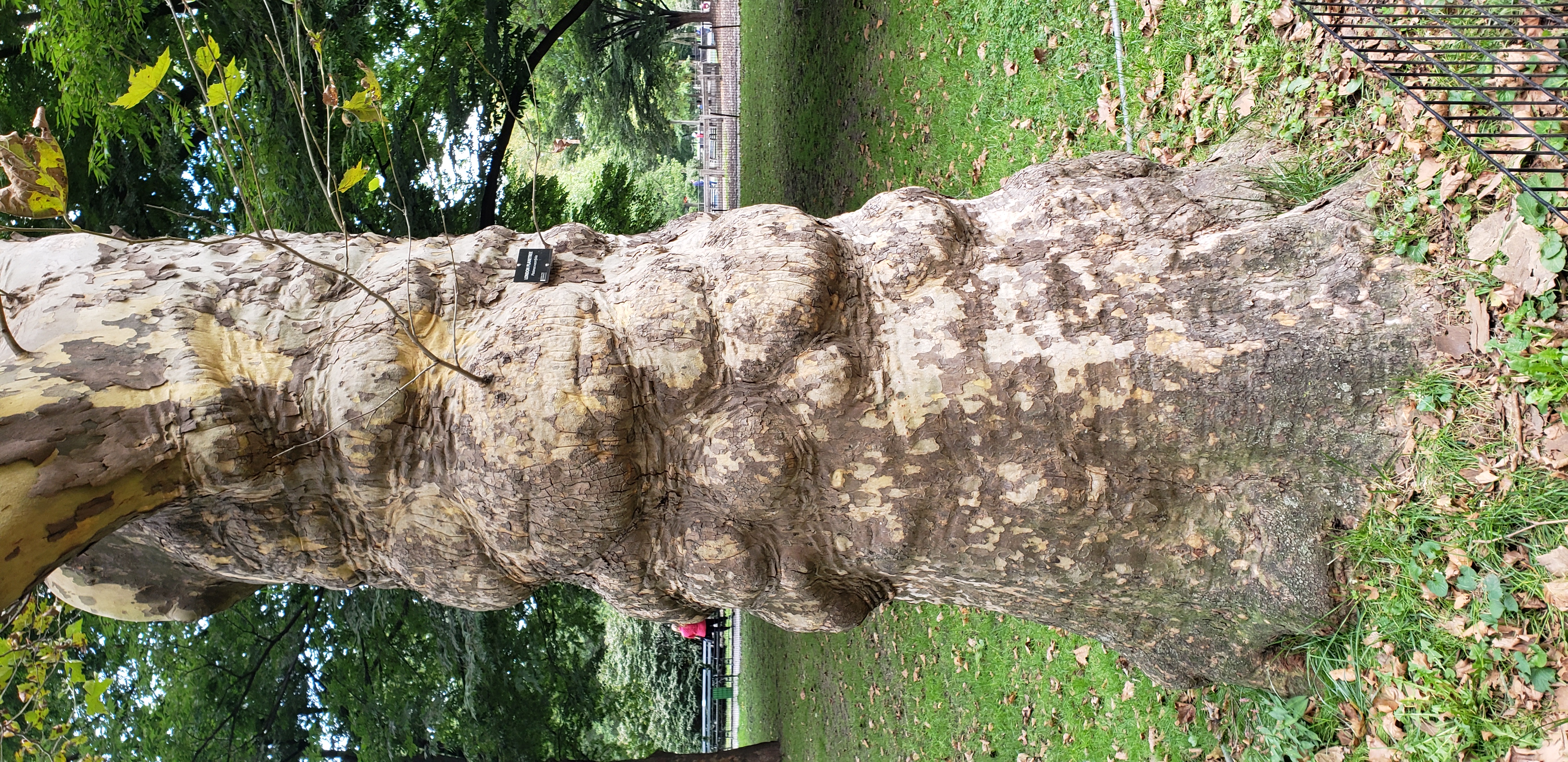 Platanus x acerifolia plantplacesimage20181014_100532.jpg