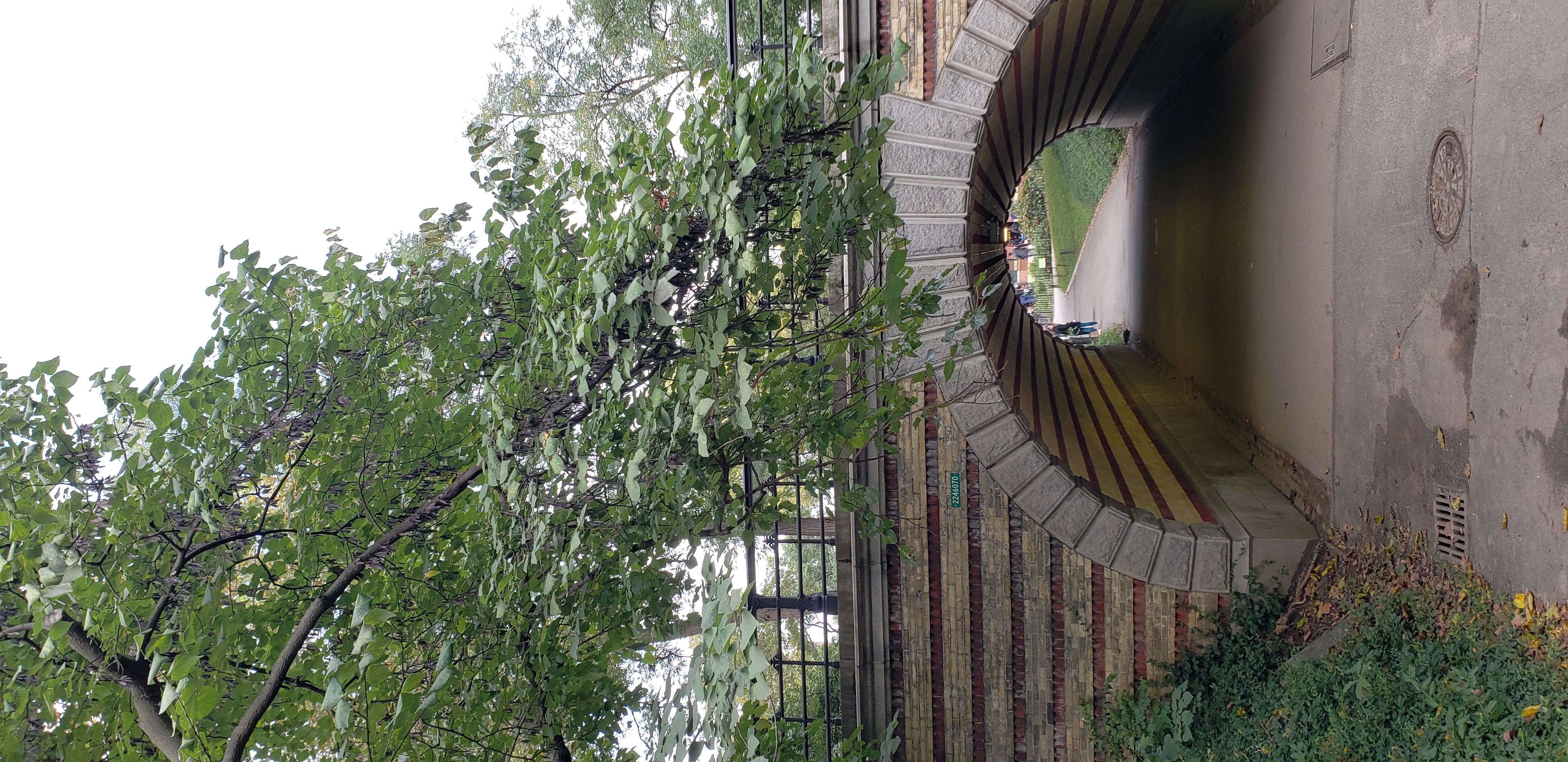 Cercis canadensis plantplacesimage20181014_101859.jpg