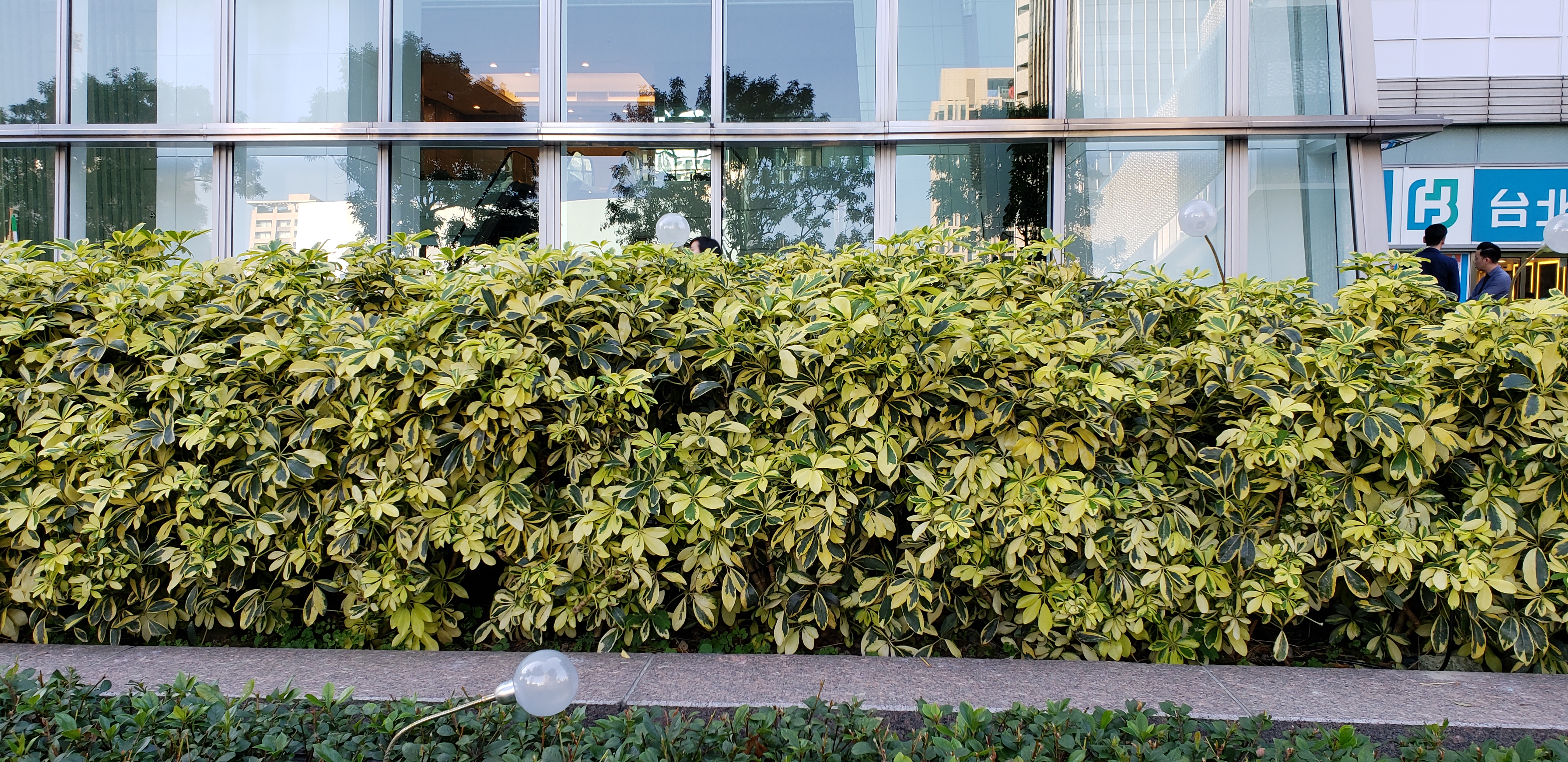 Schefflera arboricola plantplacesimage20181203_150719.jpg