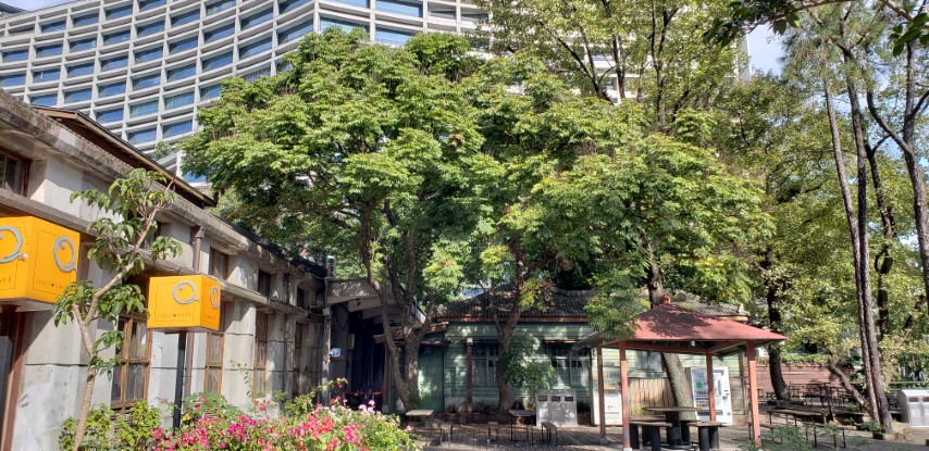 Koelreuteria bipinnata plantplacesimage20181204_100657.jpg