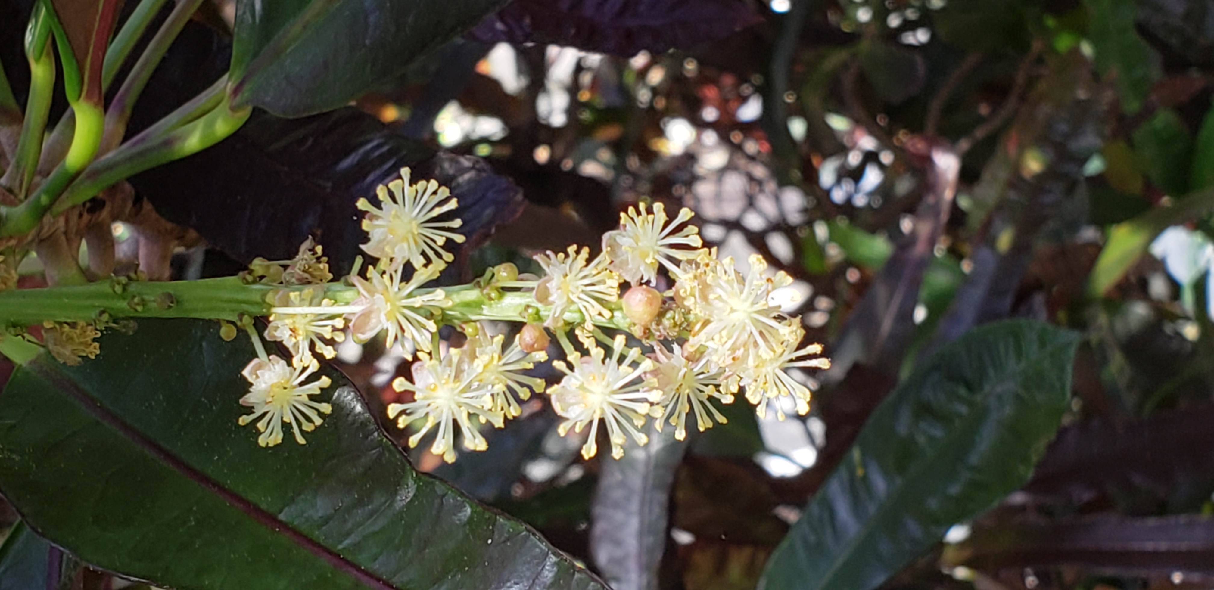 Codiaeum variegatum plantplacesimage20181204_103745.jpg