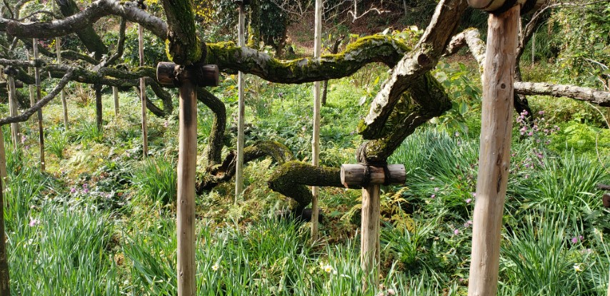 Prunus mume plantplacesimage20181207_104553.jpg