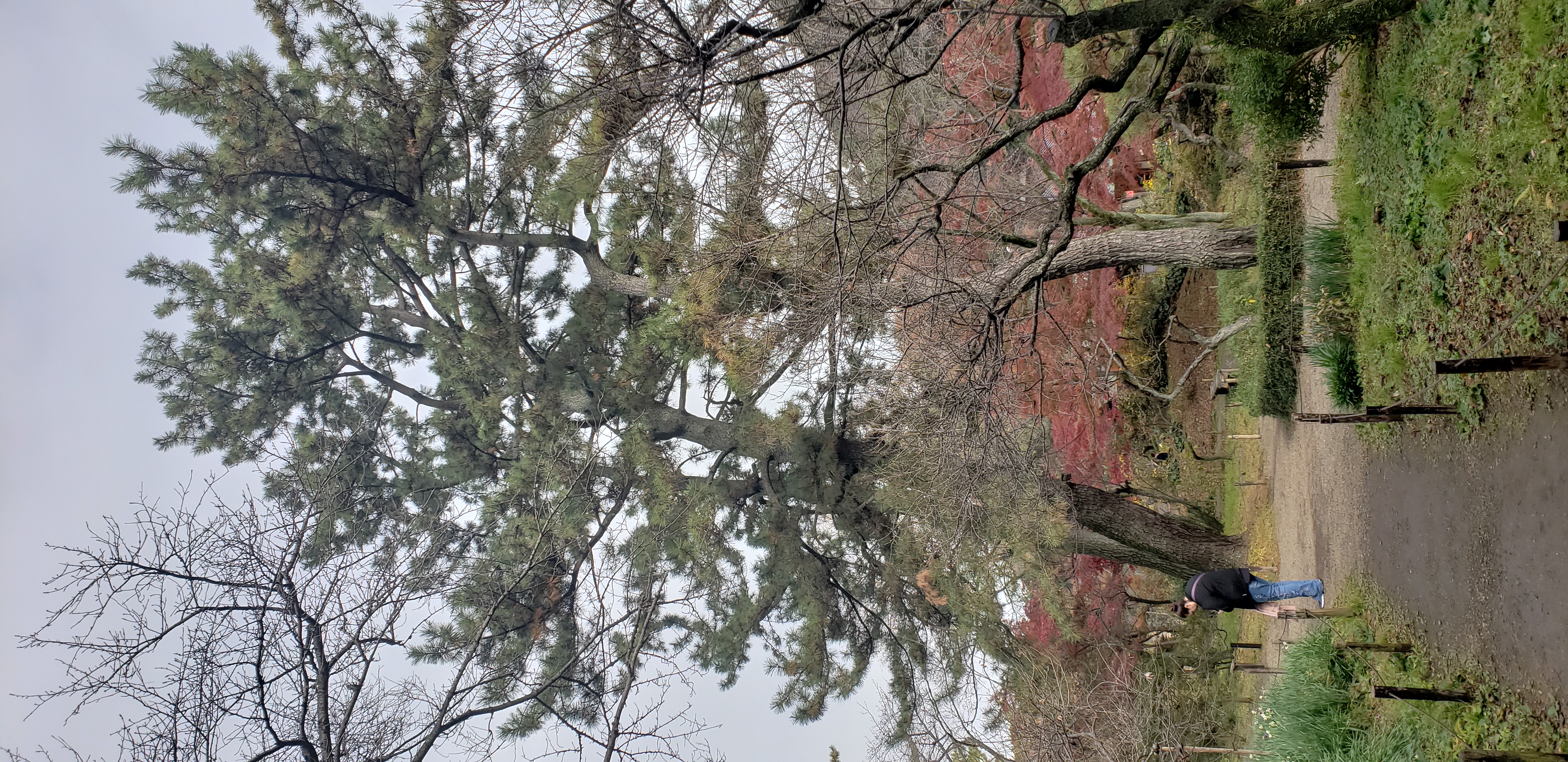 Pinus nigra plantplacesimage20181207_104819.jpg