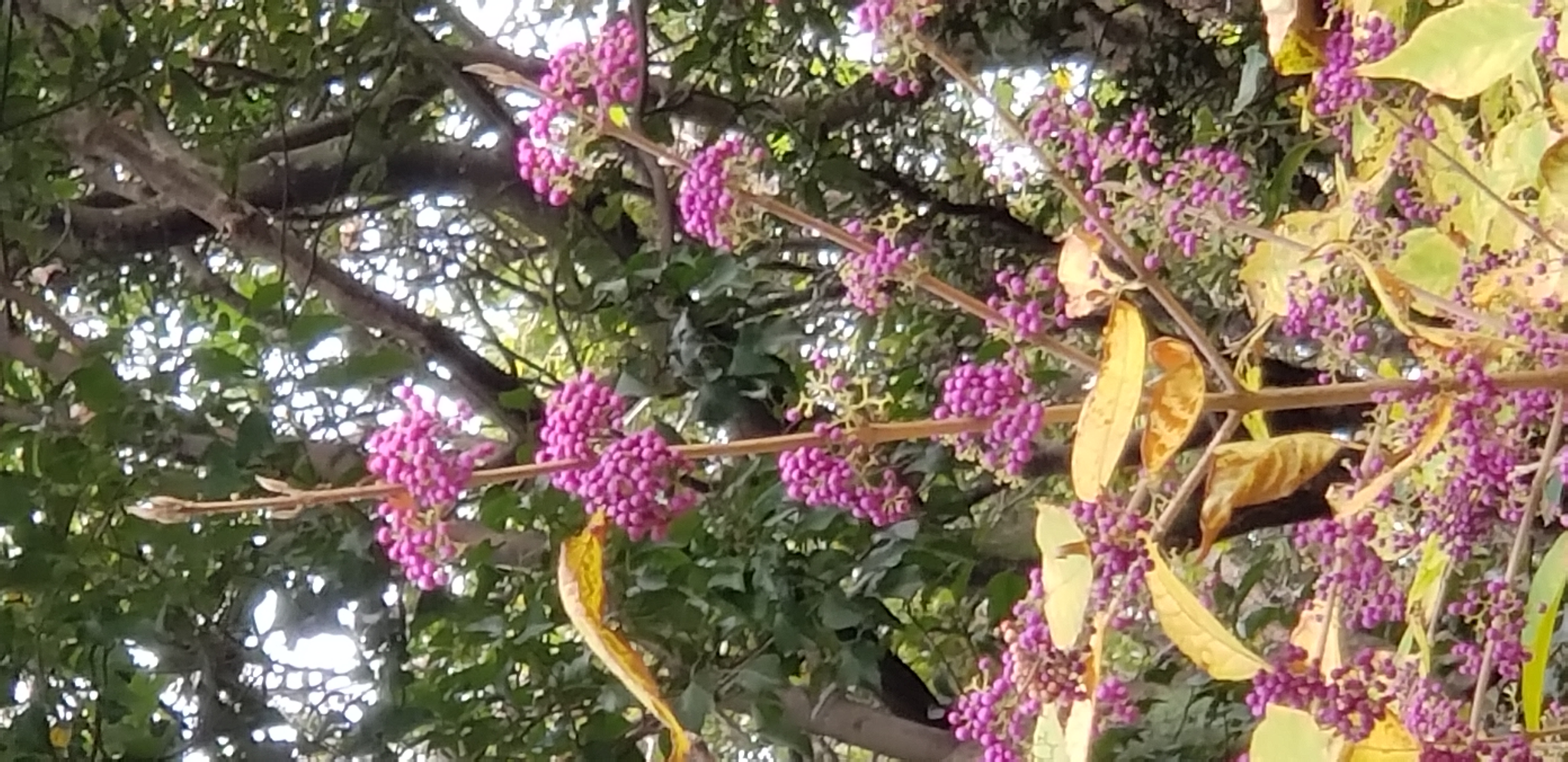 Callicarpa dichotoma plantplacesimage20181207_112741.jpg