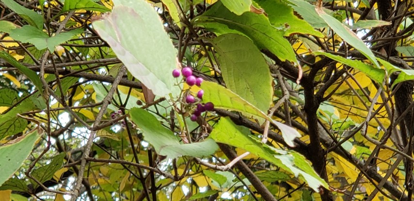 Callicarpa dichotoma plantplacesimage20181207_112915.jpg