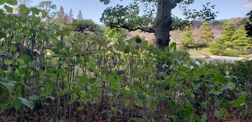 Hydrangea macrophylla plantplacesimage20181208_092402.jpg