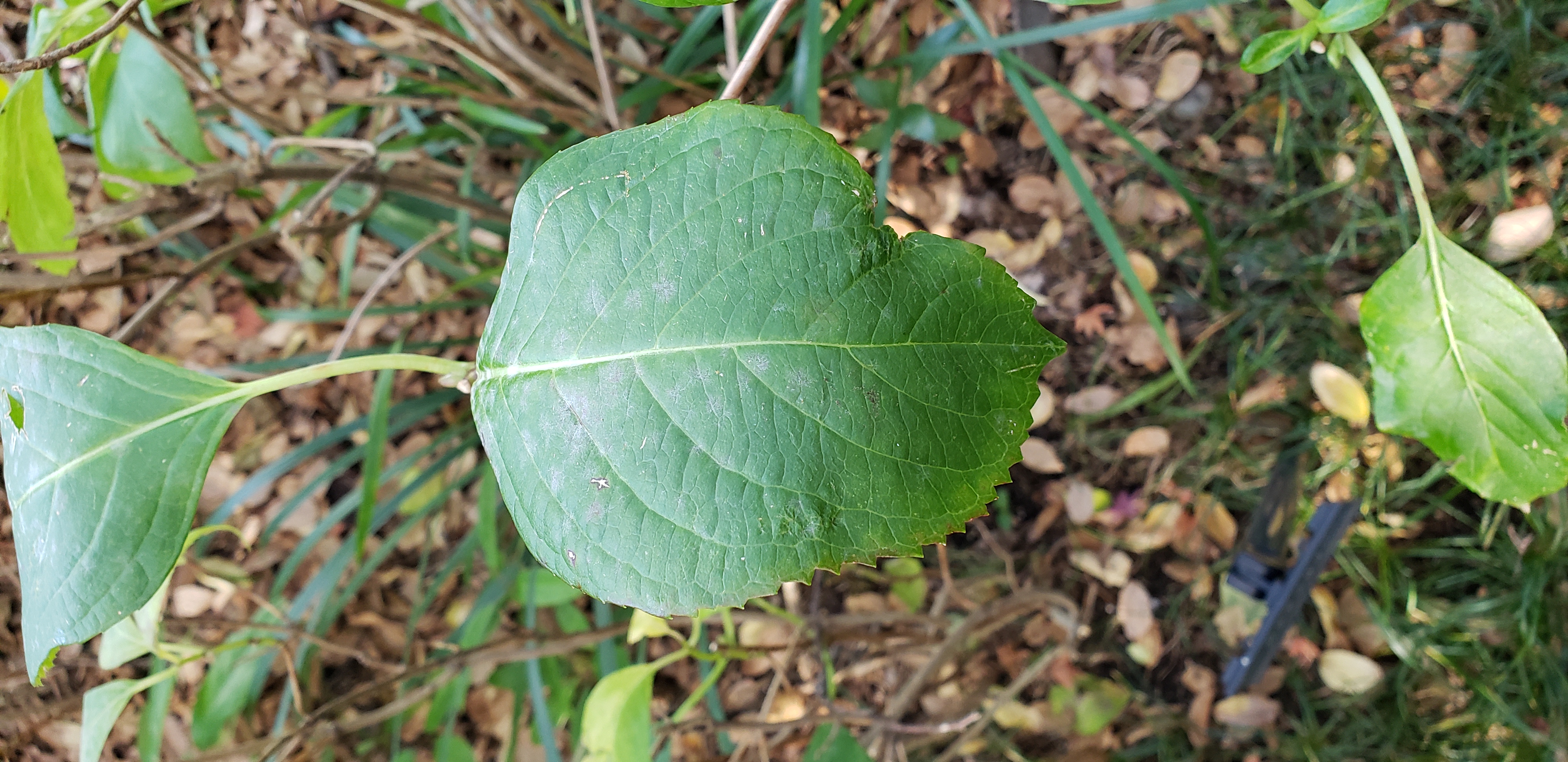 Hydrangea macrophylla plantplacesimage20181208_092411.jpg