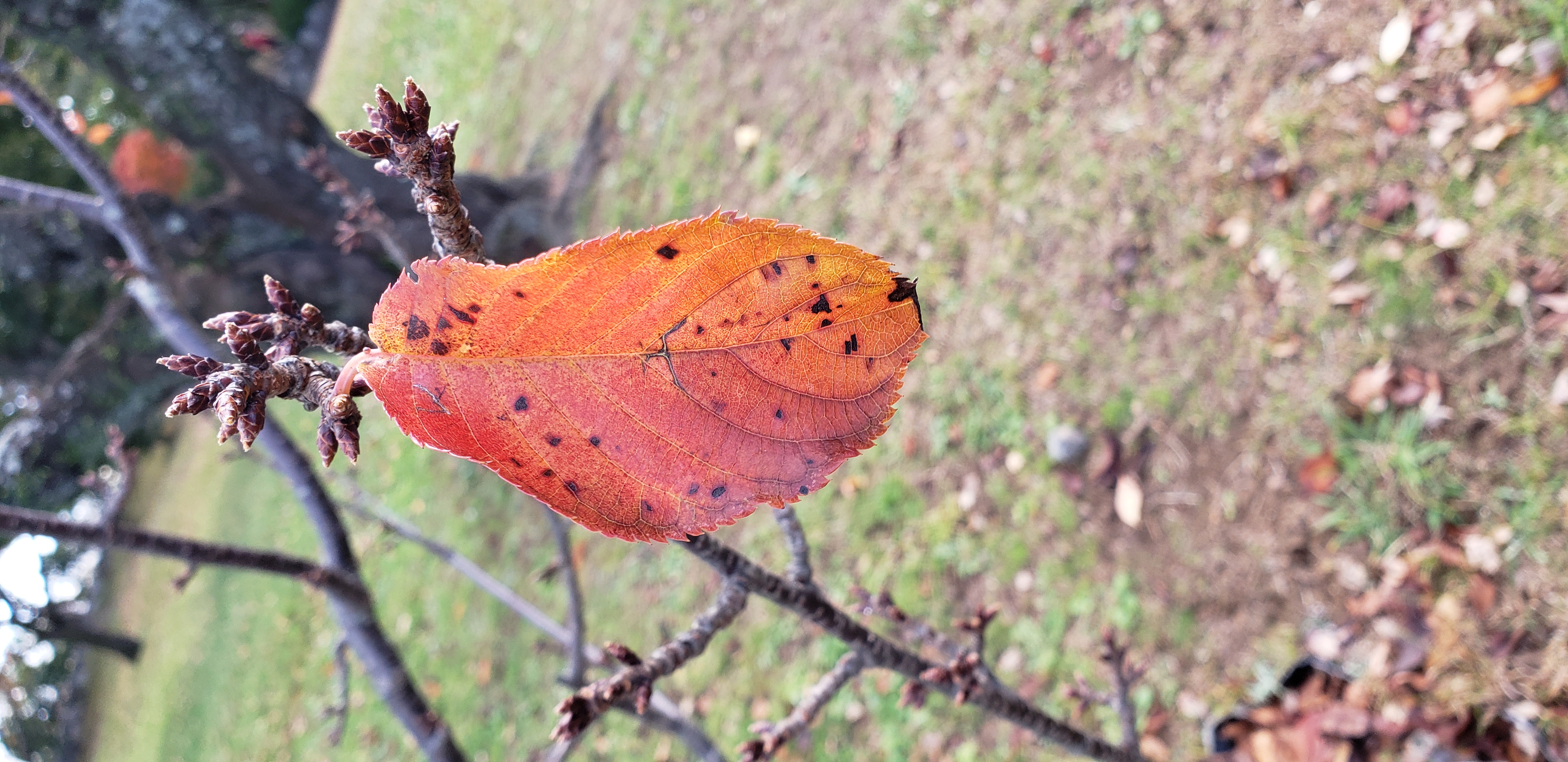 prunus kanzakura plantplacesimage20181208_092804.jpg