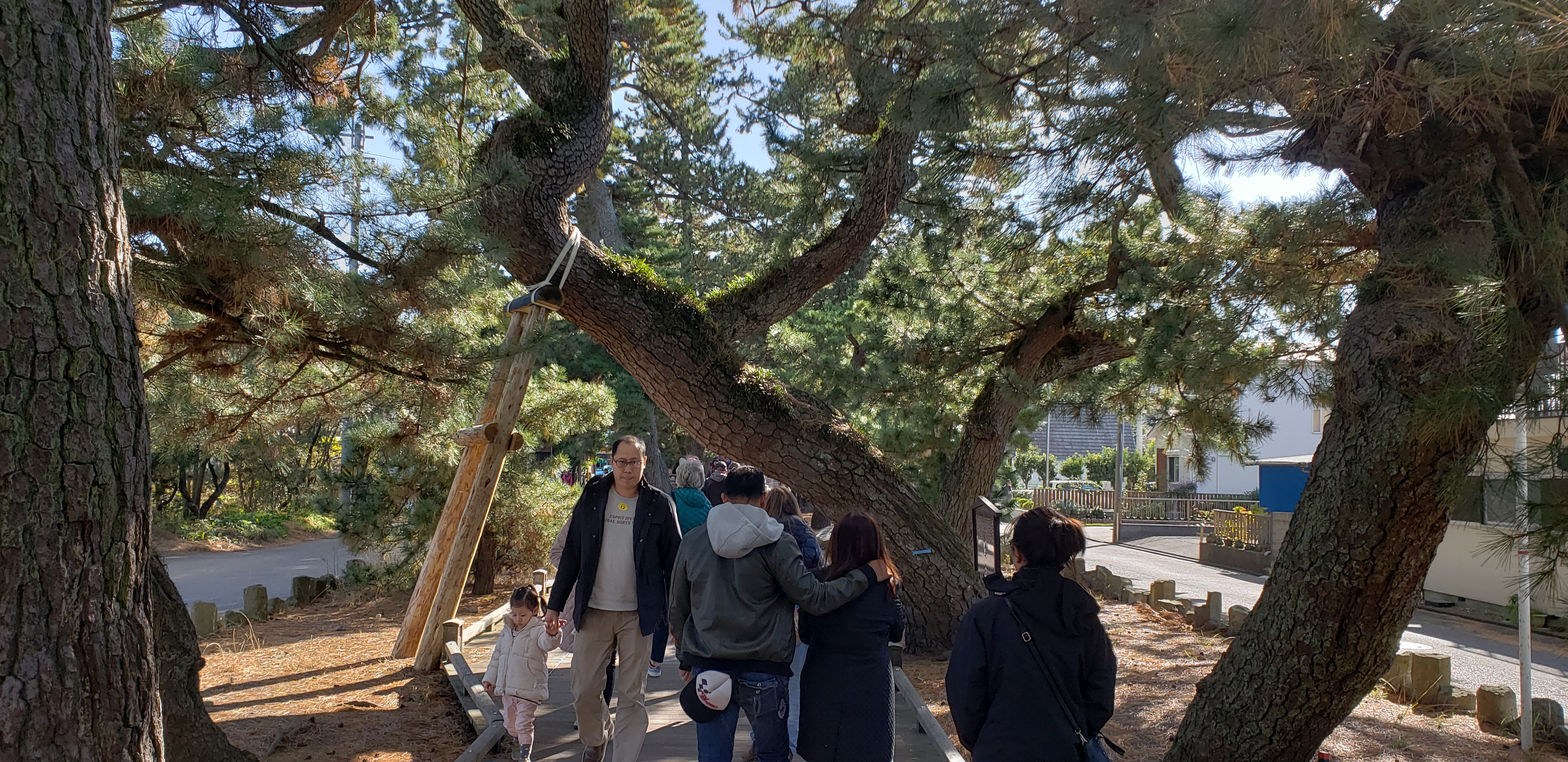 Pinus nigra plantplacesimage20181208_113811.jpg