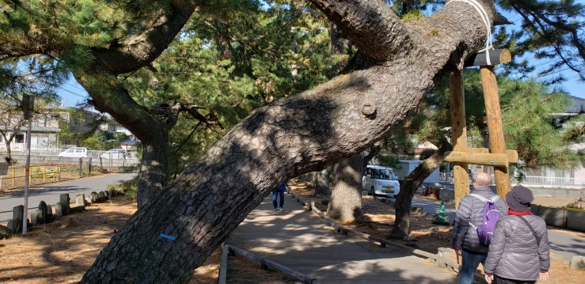 Pinus nigra plantplacesimage20181208_113829.jpg