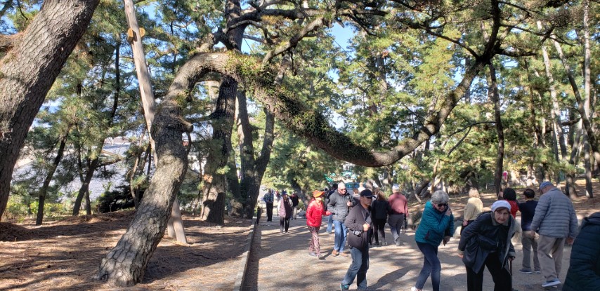 Pinus nigra plantplacesimage20181208_114204.jpg