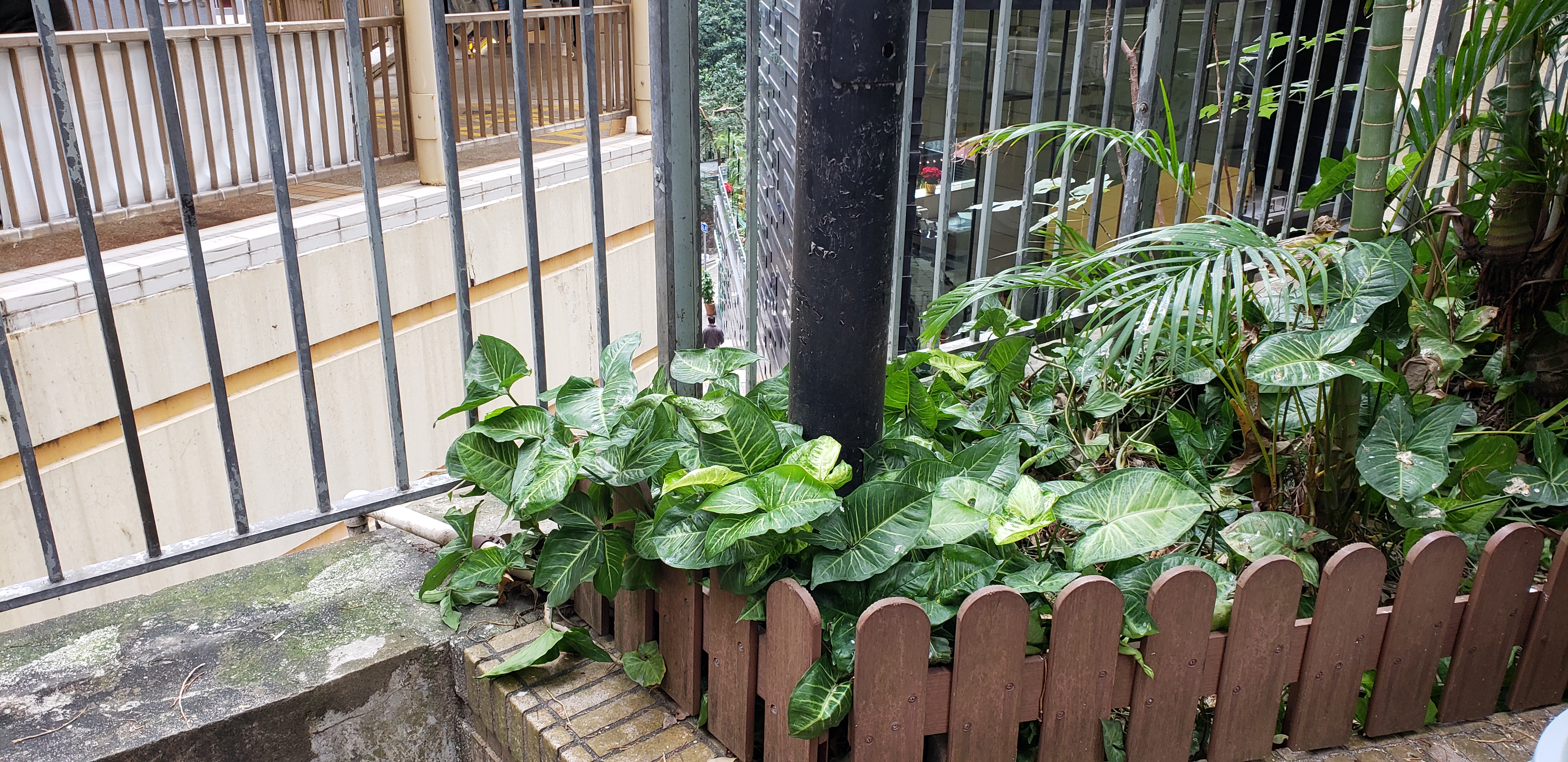 Arum italicum plantplacesimage20181214_120841.jpg