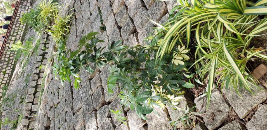 Schefflera arboricola plantplacesimage20181216_122742.jpg