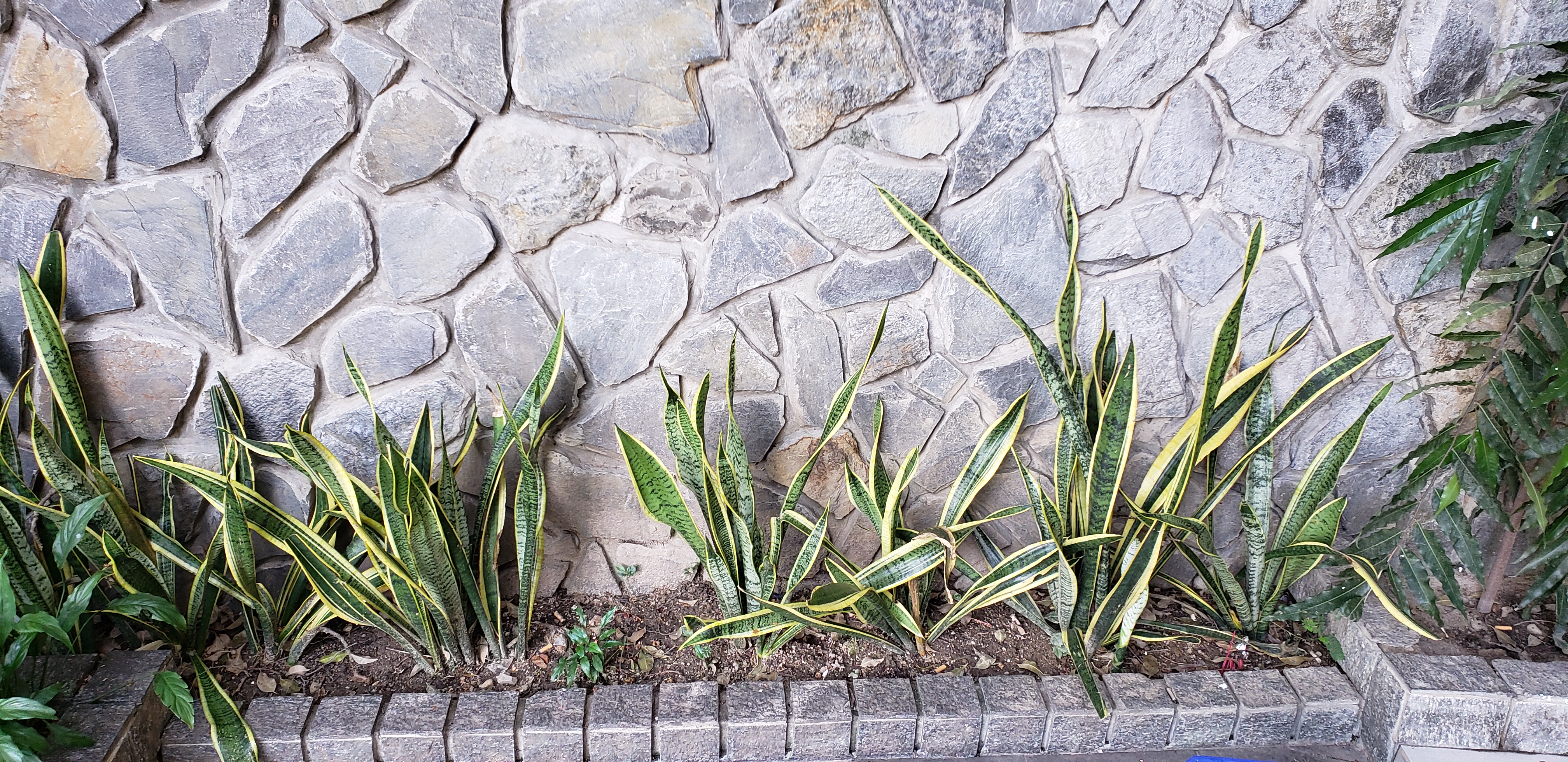 Sansevieria trifasciata plantplacesimage20181216_150255.jpg