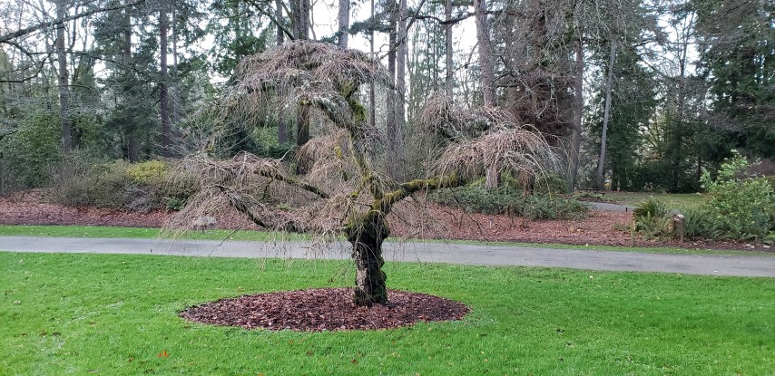 Prunus subhirtella plantplacesimage20181220_152423.jpg