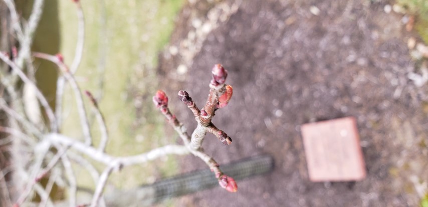 Acer rubrum plantplacesimage20190324_155059.jpg