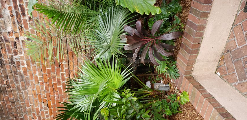 Rhapis excelsa plantplacesimage20190411_162608.jpg