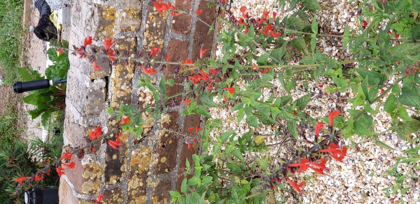 Salvia subrotunda plantplacesimage20190413_104305.jpg