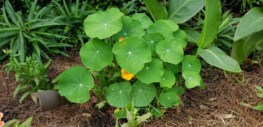 Tropaeolum spp plantplacesimage20190413_105825.jpg