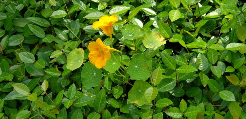 Tropaeolum spp plantplacesimage20190413_105905.jpg
