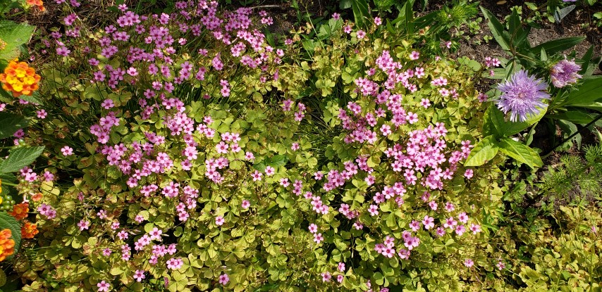 Oxalis crassipes plantplacesimage20190413_111736.jpg