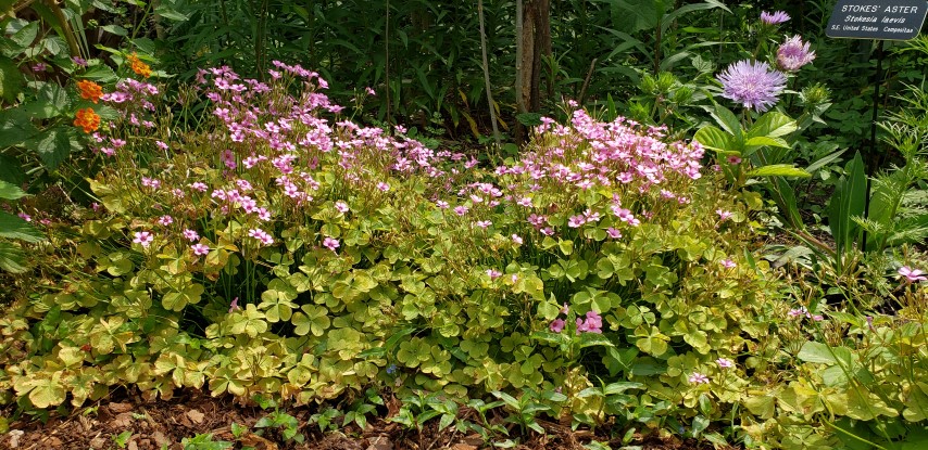 Oxalis crassipes plantplacesimage20190413_111747.jpg
