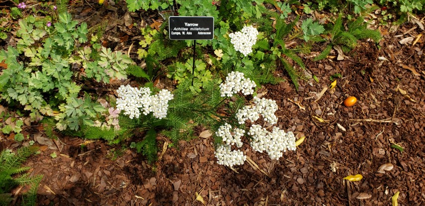 Achillea millefolium plantplacesimage20190413_112228.jpg
