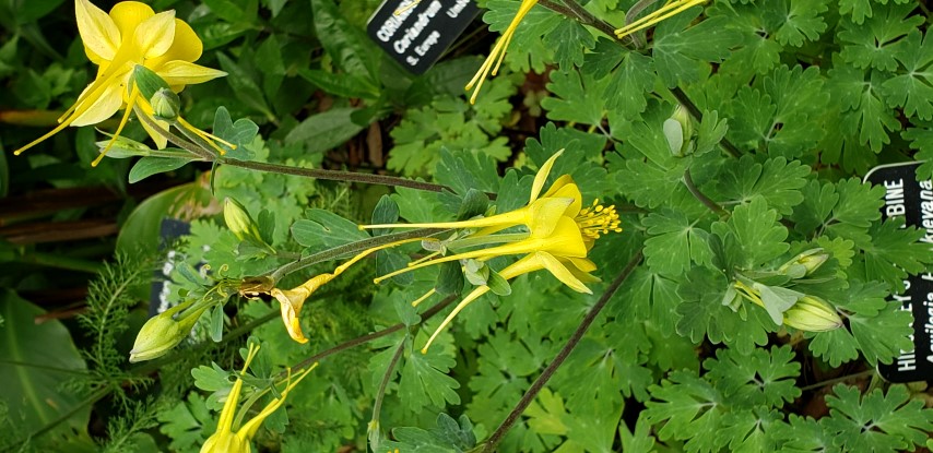 Aquilegia hinckleyana plantplacesimage20190413_112501.jpg